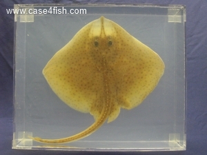 Foto Galerie/Rajiformes/Raja brachyura/Raja brachyura_01_S.jpg